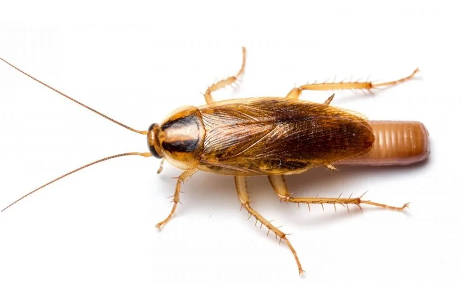 4 Signs You Need A Pest technician For Cockroach control 1024x576.jpg 1