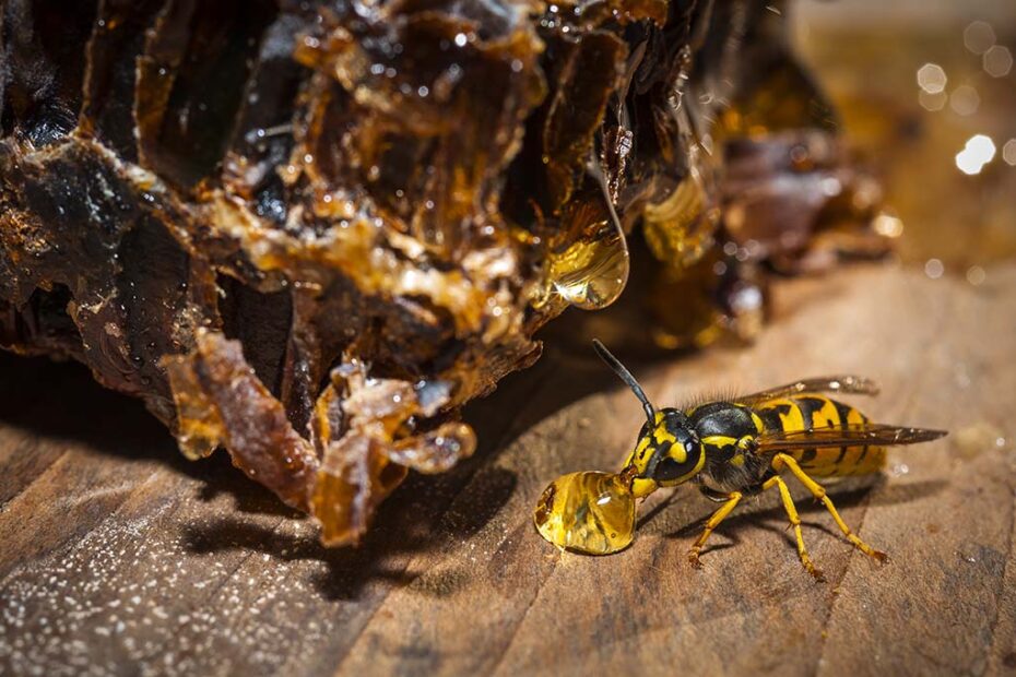 7 Signs You Need Wasp Removal