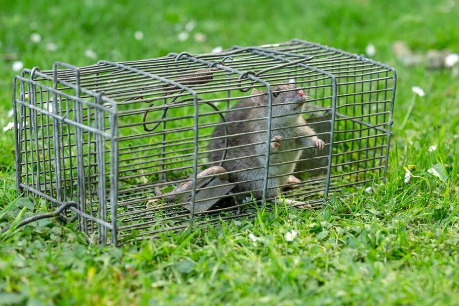 9 DIY Tips for Preventing a Call to the Rat exterminator mice control rodent control