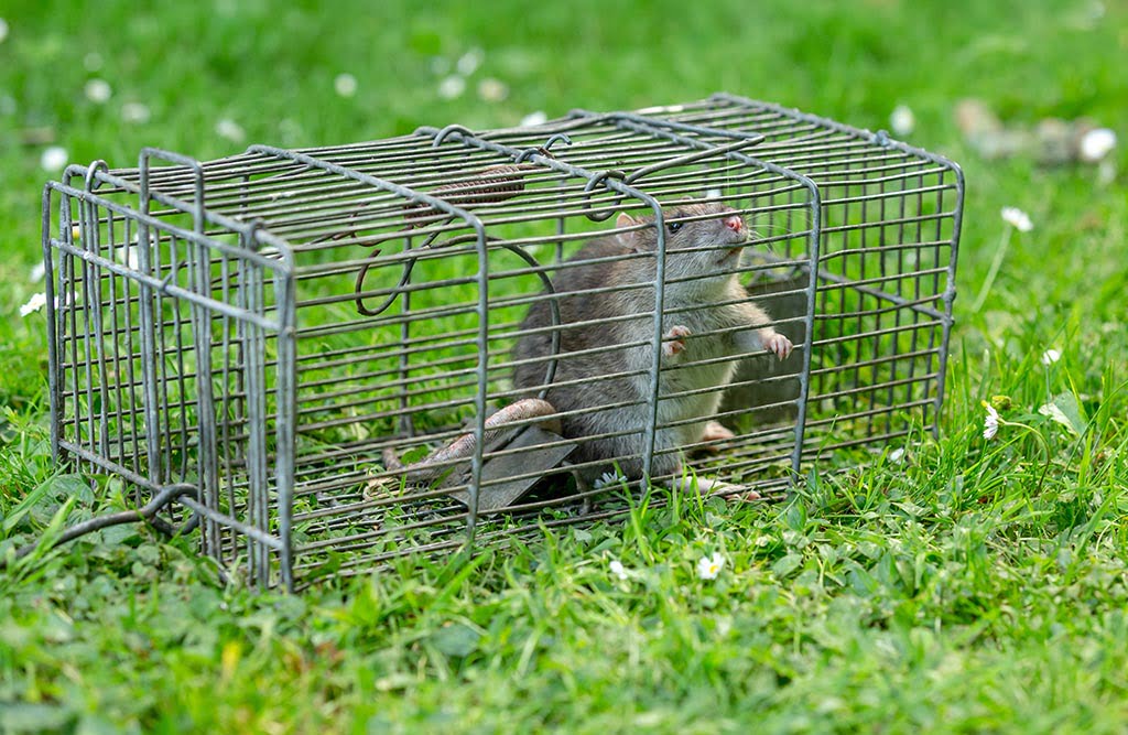 9 DIY Tips for Preventing a Call to the Rat exterminator mice control rodent control