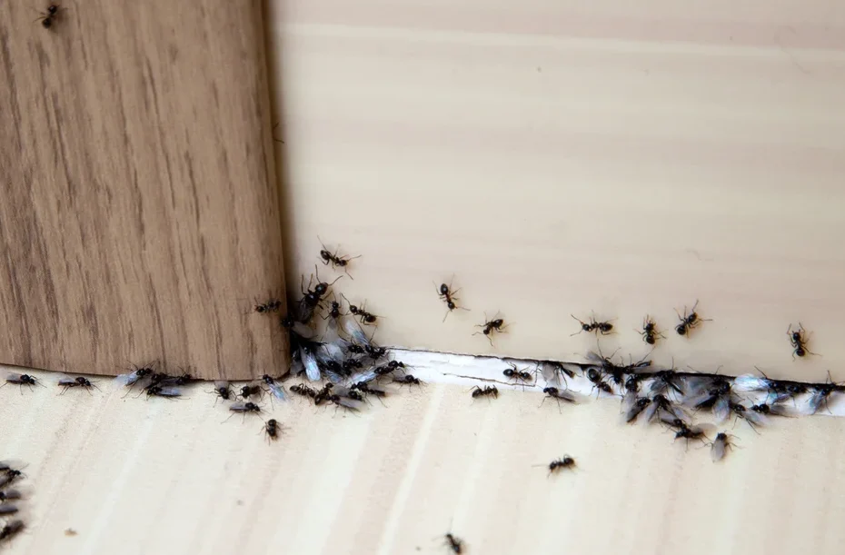 Ant Extermination.jpg