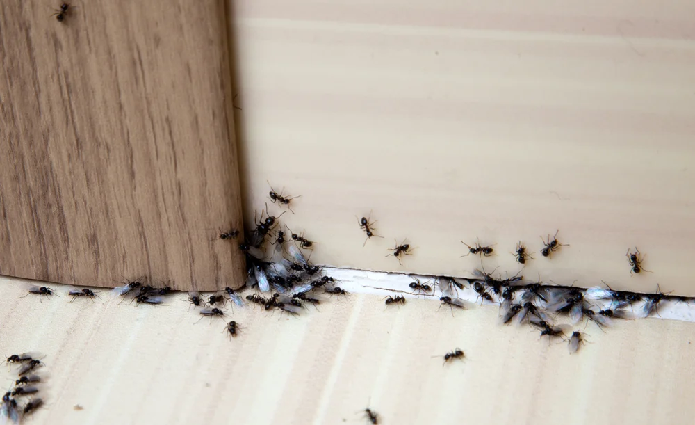 Ant Extermination.jpg