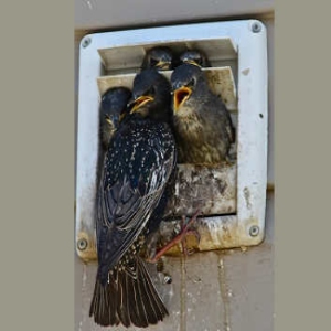 Birds In Vents Removal 1