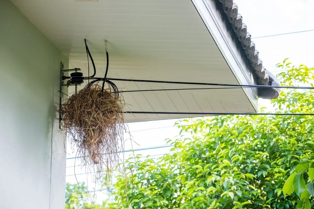 Birds Nest Removal Dos and Donts.jpg