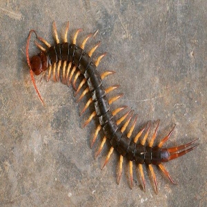 Centipedes 1