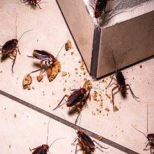 Cockroaches 2