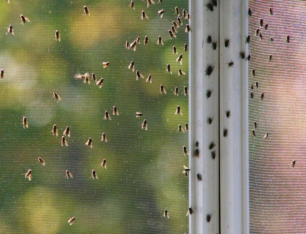 Flies Infestation And How Do Flies Affect Humans Health