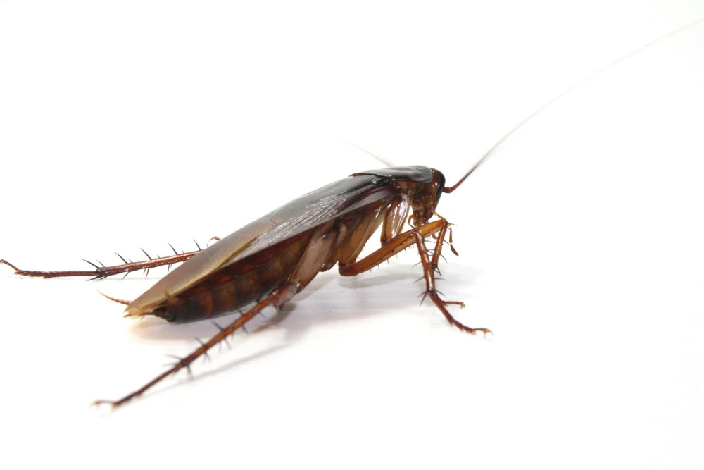 Roaches pest control.jpg