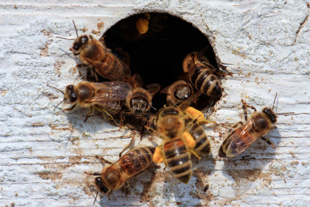 The Best Way to Get Rid of Wasps in Chimney Columns