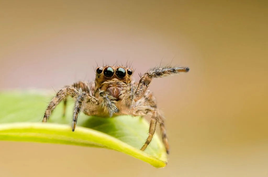 Types Of Spiders In Ontario 1024x678.jpg