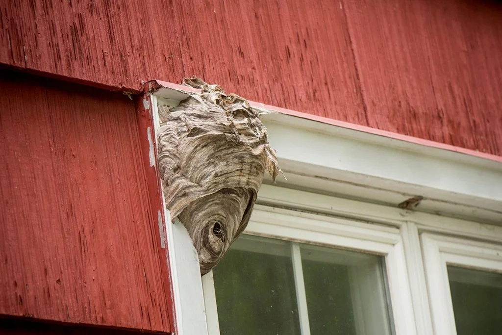 Wasp Nest Removal 1024x683.jpg