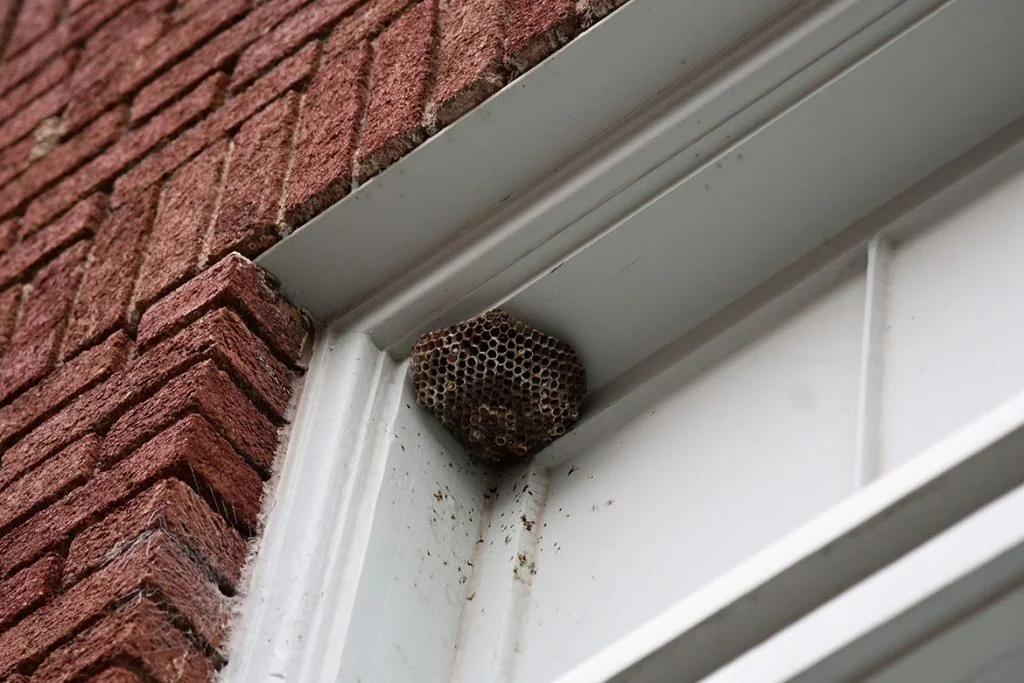 Wasp nests 1024x683.jpg