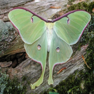 moth 1