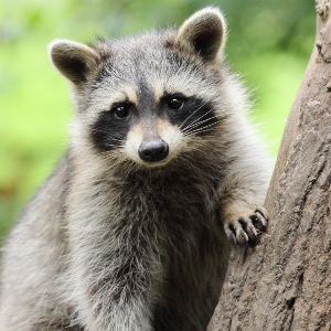 raccoon 1