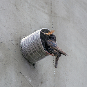 starling nesting in vent