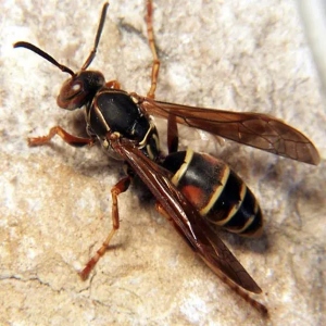wasps 1