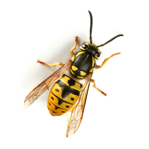 wasps 2