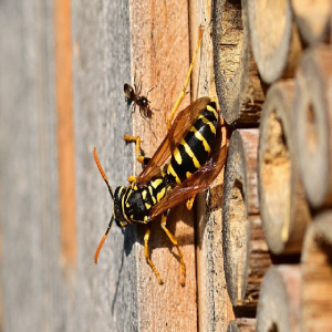 wasps 3