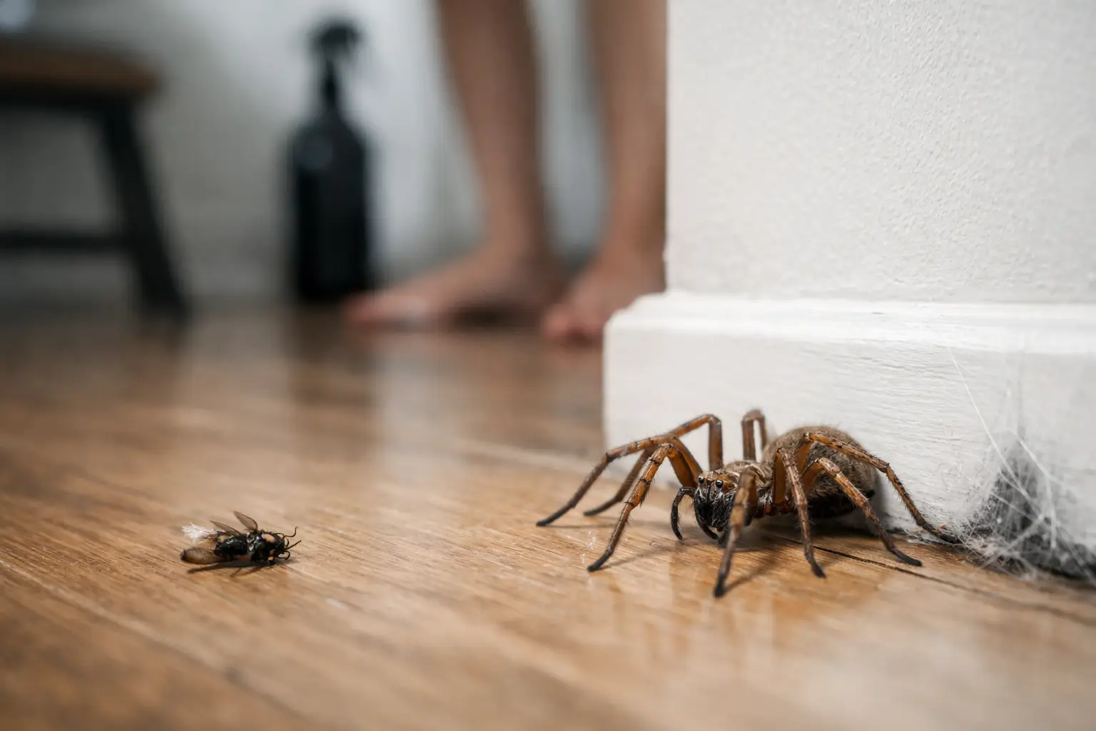 Are House Spiders Dangerous? Real Risks
